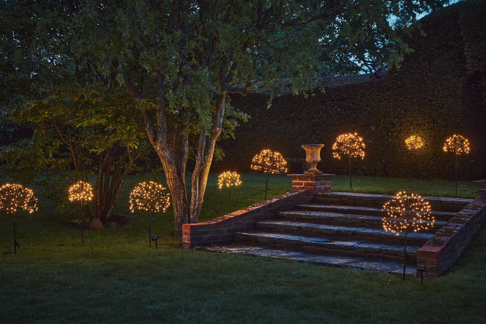 Dandelion 337 Dandelion 337